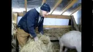 Keeping pigs warm in winter livestock bedding
