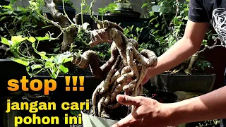 Pebonsai STOP Mencari Pohon Ini Untuk di Bonsai