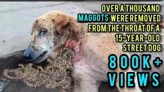 Over a thousand maggots were removed from the throat of a 15 years old Street dog|| maggot removed