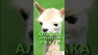 Альпака интересные факты/ Домашние животные #shorts