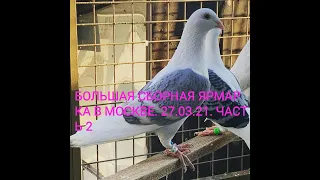Большая Сборная в Москве. 27.03.21. часть 2#голуби#голубеводство#гули#pigeon#tauben