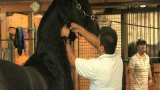 Friesian Horse Grooming Techniques - Wash and Dry