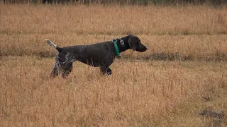 Quail Reserve, Working with Young German Shorthair Pointer