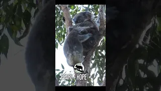 What is that koala doing?     |      Hope