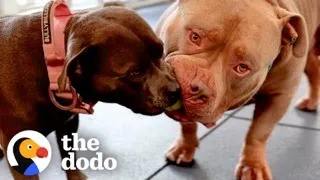 Pittie Siblings Are Complete Opposites | The Dodo