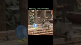 monkey comety video