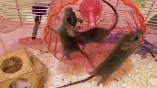 Baby roof rats running on a wheel