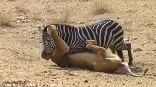 Lion Vs Zebra Deadliest Scene|| Zebra-Lion Fight Scene in Nature||Dr Vivek: Scientific