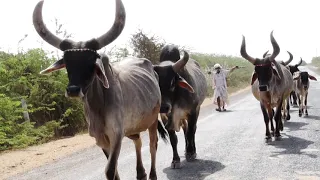 Vagad Kutch Rapar | Cow  Gau mata  Gavsala Video | Babu Ahir | Gayu Na Govaliya @BALAJI DIGITAL