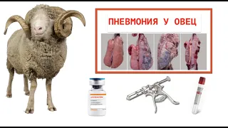 ПНЕВМОНИЯ У БАРАНА-ПРОИЗВОДИТЕЛЯ/ЛЕЧЕНИЕ #болезниовец #овцы