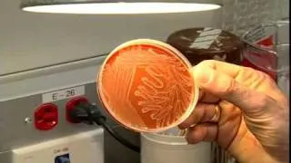 A tour of the Microbiology Lab - Section one