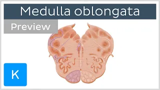 Medulla oblongata: vagus nerve level (preview) - Human Anatomy | Kenhub