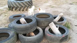 Baby Goats playing on tires