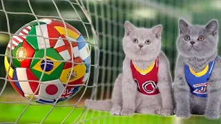 🏆 WORLD CUP CATS | CUTE KITTENS PLAYING FOOTBALL ⚽️ MATCH 2021 CAT SOCCER DIY | BRITISH SHORTHAIR