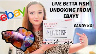 LIVE BETTA FISH UNBOXING FROM EBAY! | CANDY KOI PLAKAT | ItsAnnaLouise