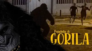 PEGADINHA DO GORILA (FUGIU DO CIRCO) | Rafael Chocolate