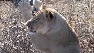 Кого увидела львица? Уединилась, коготки почистила и пошла гулять!🐆🌾🍂