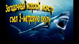 Загадочный морской монстр съел 3-метровую акулу-людоеда