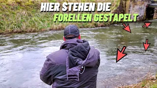 Erfolgreich angeln auf Forelle am wilden Bach - Bachforellen - 4K