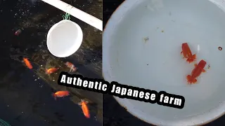 Takahashi Ranchu Nursery tour | (Top view Japanese Ranchu)