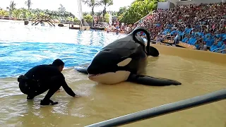 Keto in the slow segment of Orca Ocean at Loro Parque on August 12, 2017