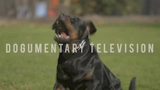 A ROTTWEILER BRED TO SERVE BORN TRAINED TO PROTECT