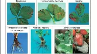 Минеральное питание клубники и защита от болезней и вредителей