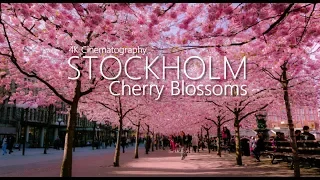 #Cherry #Blossoms #Stockholm #Sakura 2019