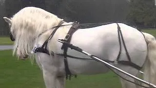 LONDON HARNESS HORSE PARADE 2012