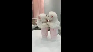 【Compilation】Dog Pet Puppy Pomeranian Grooming Teddy bear style ! dogs story #89