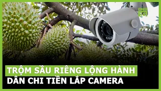 Trộm sầu riêng lộng hành, nông dân chi mạnh tiền lắp camera | VTC16