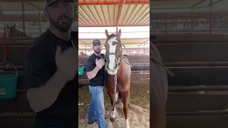 Equine chiropractor demonstrates a great stretch to do if your horse is tight in its neck.