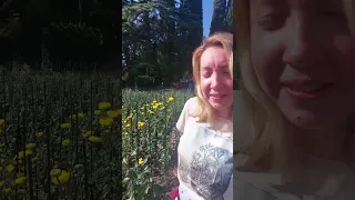 ГДЕ Хризантемы в Никитском саду. Бал 2023 г.  #балхризантем #ялта #крым #хризантемы #никитскийсад