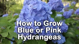 All About Blue or Pink Hydrangeas - Hydrangea Macrophylla - Bigleaf Hydrangeas