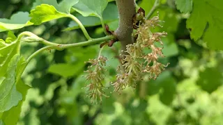 Medicinal & Edible Plants - RIGHT IN OUR BACKYARD!