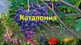 @Виноград 2018. Виноград Каталония на Полтавщине