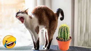 New Funny Animals 🤣 Funniest Cats and Dogs Videos 😻🐶 Part 34