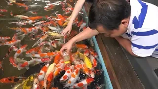 Xem Cá Koi Bú Bình Như Em Bé ở Sài Gòn | The Koi fish coffee shop in Vietnam