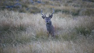 Hunting in the roar 2024. Chamois shot.