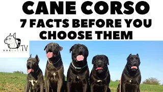 Before you buy a dog - CANE CORSO - 7 facts to consider! DogCastTV!