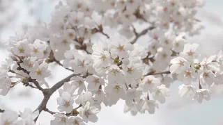 A Serene Stroll Through the Cherry Blossom Trees of Washington DC