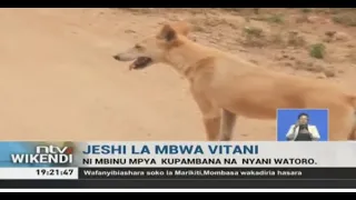 Mbinu mpya kupambana na nyani watoro Kisumu