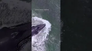 Humpback whale jumps, feed off coast of New York