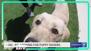 Do you have what it takes to be a guide dog raiser?