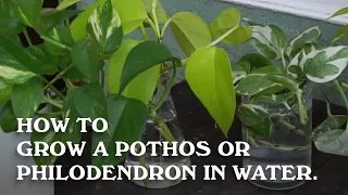 How to grow a Pothos or Philodendron in water. (Indoor Vine)