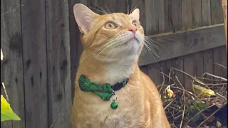 Pete Explores the Backyard Garden