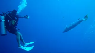 Giant Barracuda Charging group of divers