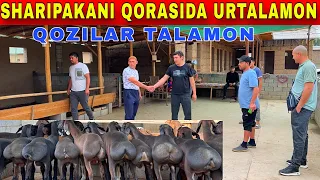 SHARIFAKAGA DAXSHAT QOZILAR KELDI JUDA ARZON AYTDI