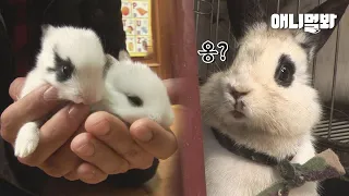 서열1위 아빠토끼가 토끼같은 자식들 보러 칼퇴한 사이 생긴 일ㅣ Dad Rabbit Leaves Work Sharp To See His Lovely Bunnies Back Home