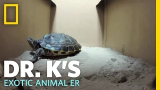 Egg-Bound Turtle | Dr. K's Exotic Animal ER